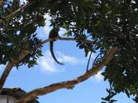 Voir l'image Bra00400-Salvador---------KM--IMG_0160.JPG : 