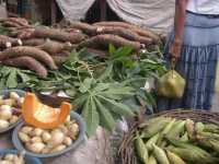 Voir l'image Bra01160-St_amaro---------GM--IMGP0378.JPG : 