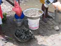 Voir l'image Bra01310-St_amaro---------KM--IMG_0172.JPG : 