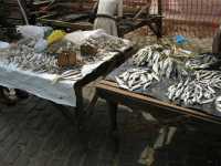 Voir l'image Bra01330-St_amaro---------LD--IMG_4926.JPG : 