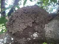 Voir l'image Bra01620-St_amaro---------GM--IMGP0433.JPG : 