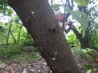 Voir l'image Bra01630-St_amaro---------GM--IMGP0434.JPG : 