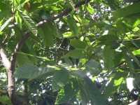 Voir l'image Bra01670-St_amaro---------GM--IMGP0447.JPG : 