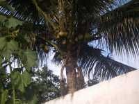 Voir l'image Bra01930-Sao_Felix--------GM--IMGP0504.JPG : 