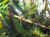 Voir l'image Bra04670-Rio_pain_sucre---LD--IMG_5669.JPG : 