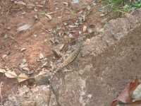 Voir l'image Bra06450-iguacu_bresilien-KM--IMG_0681.JPG : 