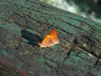 Voir l'image Bra06520-iguacu_bresilien-LD--IMG_5959.JPG : 