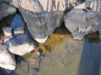 Voir l'image Bra07020-iguacu_bresilien-KM--IMG_0788.JPG : 