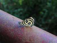 Voir l'image Bra07030-iguacu_bresilien-LD--IMG_6067.JPG : 