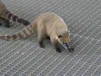 Voir l'image Bra07190-iguacu_bresilien-LD--IMG_6131.JPG : 