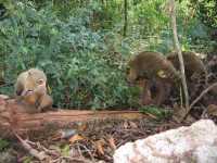 Voir l'image Bra09250-iguacu_bresilien-KM--IMG_1120.JPG : 