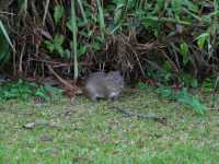 Voir l'image Bra07300-iguacu_argentin--LD--IMG_6148.JPG : 