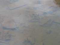 Voir l'image Bra08040-iguacu_argentin--KM--IMG_0965.JPG : 