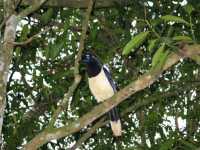 Voir l'image Bra08070-iguacu_argentin--LD--IMG_6274.JPG : 