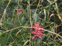 Voir l'image Bra08200-iguacu_argentin--KM--IMG_1026.JPG : 