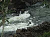 Voir l'image Bra08230-iguacu_argentin--LD--IMG_6305.JPG : 