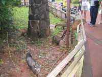 Voir l'image Bra08600-iguacu_argentin--KM--IMG_1085.JPG : 