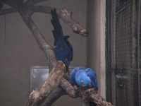 Voir l'image Bra08670-iguacu_oiseau----GM--IMGP1347.JPG : 