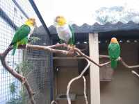 Voir l'image Bra08680-iguacu_oiseau----KM--IMG_1100.JPG : 