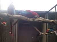 Voir l'image Bra08690-iguacu_oiseau----GM--IMGP1348.JPG : 