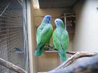 Voir l'image Bra08700-iguacu_oiseau----KM--IMG_1101.JPG : 