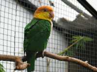 Voir l'image Bra08730-iguacu_oiseau----LD--IMG_6449.JPG : 