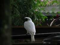 Voir l'image Bra08740-iguacu_oiseau----LD--IMG_6455.JPG : 