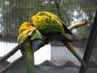 Voir l'image Bra08750-iguacu_oiseau----LD--IMG_6456.JPG : 