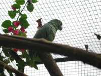 Voir l'image Bra08760-iguacu_oiseau----LD--IMG_6464.JPG : 