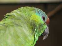 Voir l'image Bra08780-iguacu_oiseau----LD--IMG_6471.JPG : 