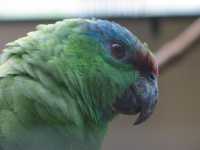 Voir l'image Bra08790-iguacu_oiseau----LD--IMG_6473.JPG : 