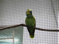 Voir l'image Bra08800-iguacu_oiseau----LD--IMG_6477.JPG : 
