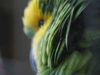 Voir l'image Bra08810-iguacu_oiseau----LD--IMG_6478.JPG : 