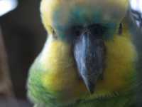 Voir l'image Bra08820-iguacu_oiseau----LD--IMG_6482.JPG : 