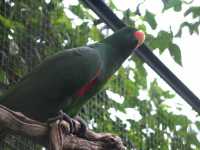 Voir l'image Bra08830-iguacu_oiseau----LD--IMG_6489.JPG : 