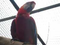 Voir l'image Bra08840-iguacu_oiseau----LD--IMG_6492.JPG : 