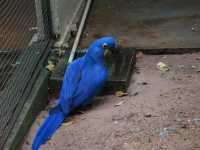 Voir l'image Bra08850-iguacu_oiseau----LD--IMG_6497.JPG : 