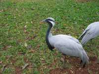 Voir l'image Bra08860-iguacu_oiseau----LD--IMG_6499.JPG : 