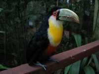 Voir l'image Bra08880-iguacu_oiseau----LD--IMG_6508.JPG : 