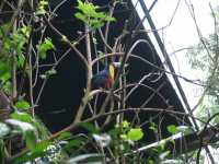 Voir l'image Bra08900-iguacu_oiseau----LD--IMG_6512.JPG : 