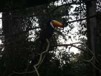 Voir l'image Bra08910-iguacu_oiseau----GM--IMGP1372.JPG : 