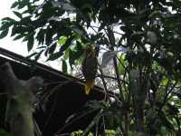 Voir l'image Bra08920-iguacu_oiseau----LD--IMG_6515.JPG : 