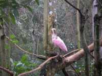 Voir l'image Bra08930-iguacu_oiseau----GM--IMGP1376.JPG : 