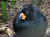 Voir l'image Bra08940-iguacu_oiseau----LD--IMG_6524.JPG : 