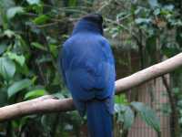 Voir l'image Bra08950-iguacu_oiseau----LD--IMG_6527.JPG : 