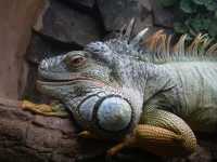 Voir l'image Bra08960-iguacu_oiseau----GM--IMGP1378.JPG : 