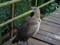 Voir l'image Bra08980-iguacu_oiseau----LD--IMG_6545.JPG : 