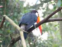 Voir l'image Bra08990-iguacu_oiseau----LD--IMG_6560.JPG : 