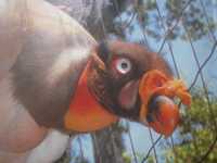 Voir l'image Bra09000-iguacu_oiseau----GM--IMGP1385.JPG : 