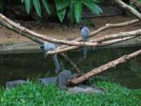 Voir l'image Bra09010-iguacu_oiseau----LD--IMG_6563.JPG : 